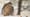 Ruffed Grouse #1, Nature Based Solutions, Sustaining Snapper, Raptor Cam