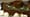 Buche de Noel and More