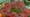 Vegetables and More