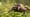 Saving The Slowest Mammal on Earth | In Her Nature