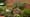 Volunteer Gardener 3416