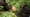 Meeting Gorillas