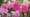 Volunteer Gardener 3420