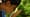 Forests