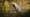 We Can't Remember What Giant Sloths Were Like