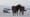 1802 The Seals of Sable Island | Changing Seas | Preview
