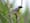 The decline of bird populations and why humans should care