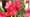 Volunteer Gardener 3514