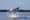 Salish Sea's 'humpback comeback' is a good sign, but concerns remain