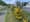 Help eradicate Scotch broom, the pretty pest lining WA highways