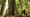 Feds put old-growth logging back on the table in WA and OR