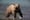 On grizzlies, Washington can learn from Montana
