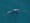 Orcas get more competition for salmon