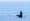The impermanence of wonder and whales