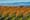 WA winemakers reel from one shutdown, prepare for another