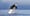 A plan emerges to help Puget Sound’s embattled orcas