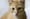 It took a whole team of UW scientists to make this cute cat pic