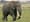 Guest Opinion: Fight black market poachers, and support I-1401