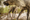 Why Washington's six caribou are crossing the border