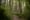 Dodging development pressure, Issaquah expands Cougar Mountain