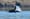 Hungry and disappearing: Is the orcas' future already here?