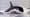 Canada is protecting orcas from oil spills. Why aren’t we?