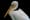 Pelicans are the Pacific Northwest's newest climate refugees