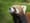 The cutest local animal videos of 2015, reviewed by a nihilist