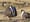 Trump deals a blow to sage grouse