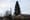 Timber! 'Silent Giant' tree likely to come down