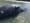 Why are so many gray whales dying in WA?