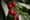 WA cherry growers eligible for loans after 2023 weather woes