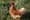 Bird flu is spreading at PNW farms — among animals and workers