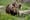 Bear with us: Grizzly reintroduction to North Cascades stalls