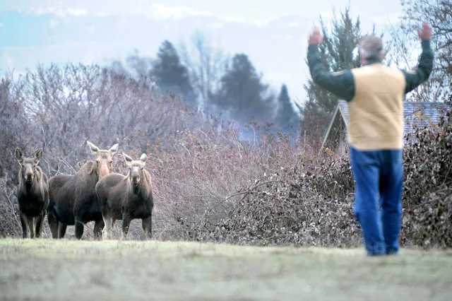 First Moose Washington’s first-ever moose census | Cascade PBS