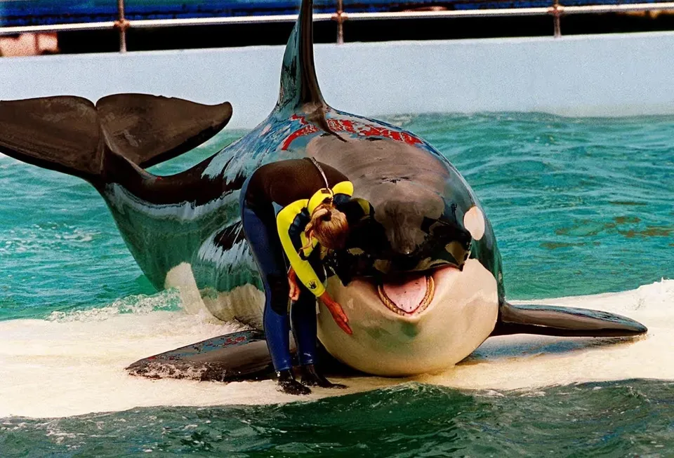 The Lummi Nation sees ‘parallels’ with the orca Tokitae’s story ...