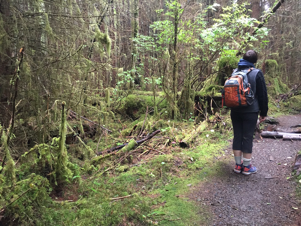 old growth forest