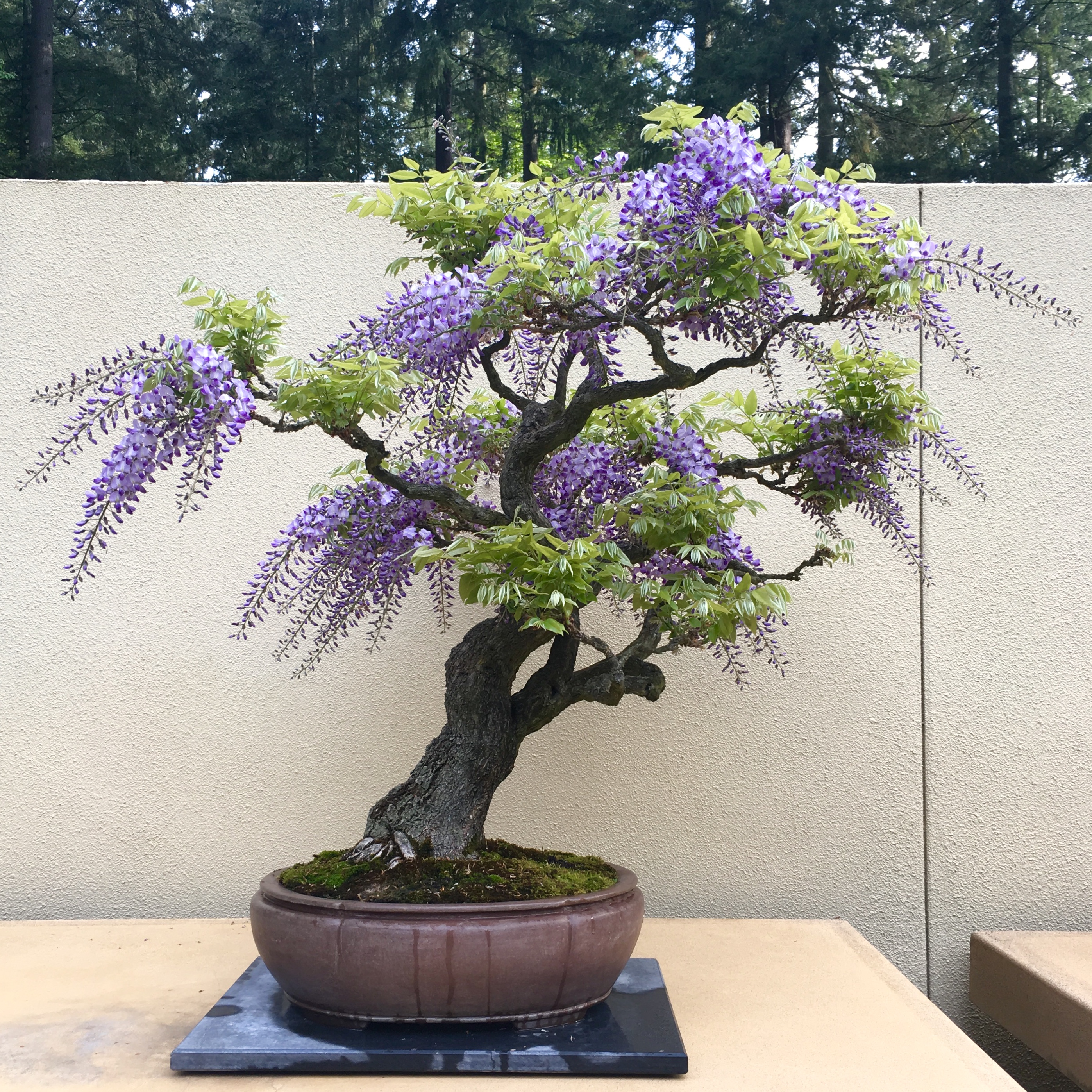 bonsai tree