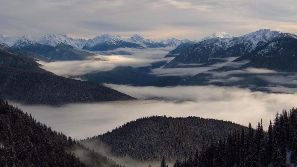 Fog over a rolling forest