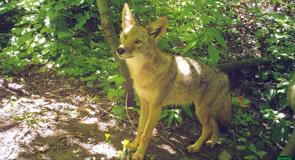 Coyote