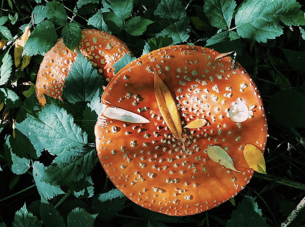Mushroom