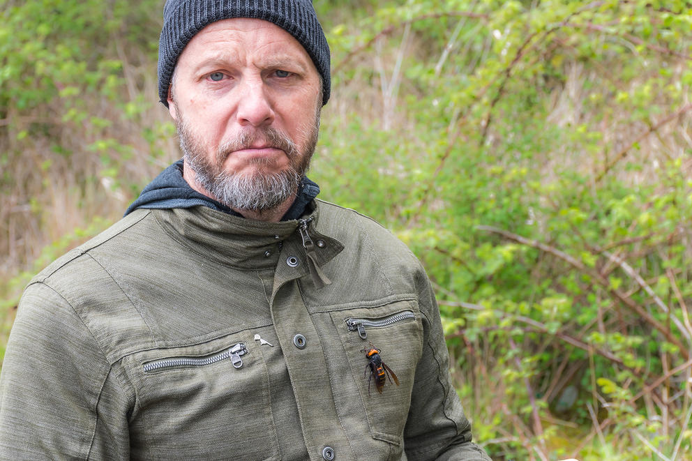 Entomologist Chris Looney, of the Washington State Department of Agriculture, with a dead Asian giant hornet for scale. 
