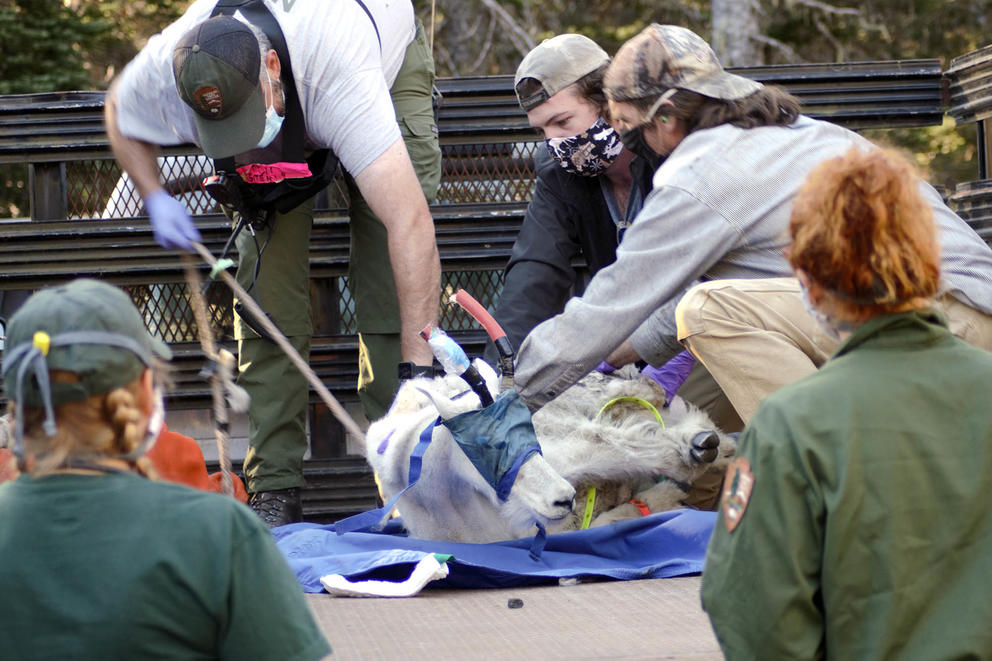 people holding down sedated goat