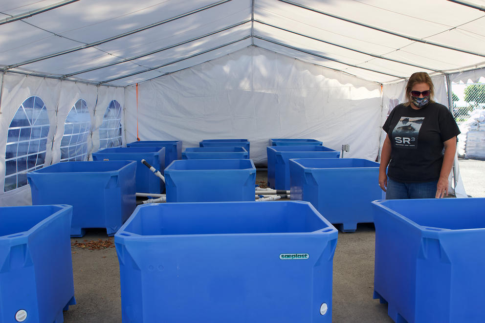 Casey Mclean walks through the baby seal rehabilitation area. Seals will swim and eat for short periods in the twelve small tubs, and could graduate to larger pools as their health improves. 