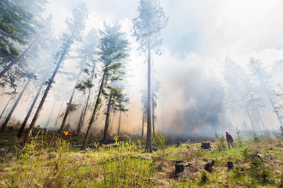 Trees shrouded in smoke