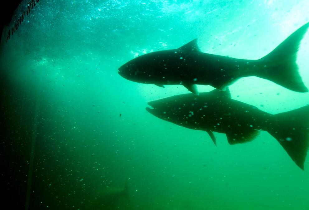 Two salmon swimming