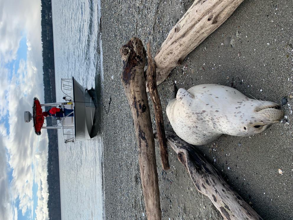 stranded harbor seal on a beach with a boat in the water in the background.