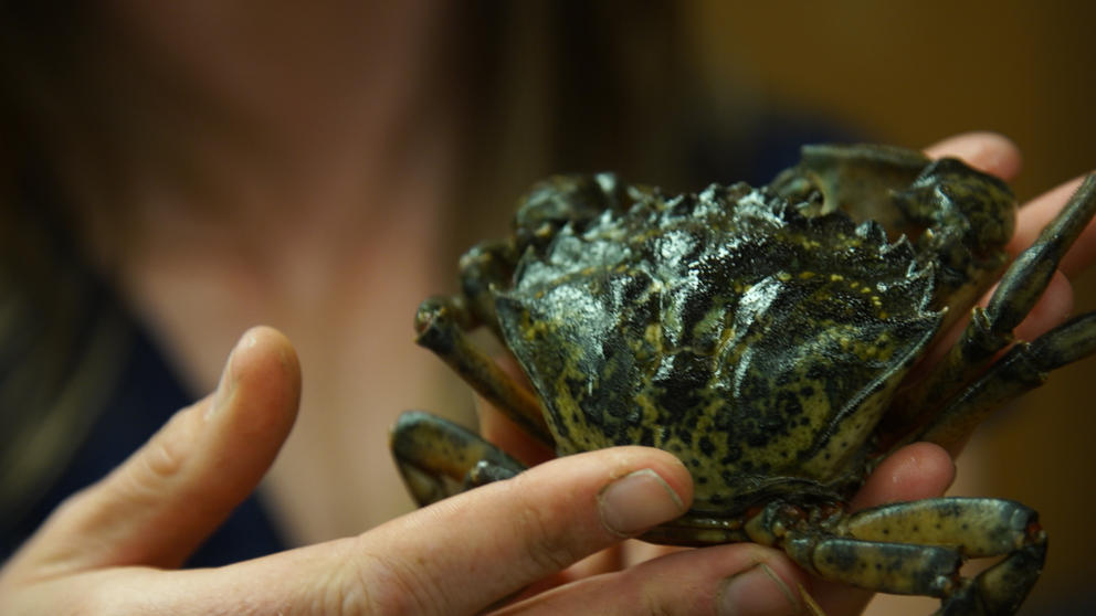20160914_gd_green_crab