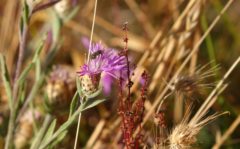 20171221_sweat_bee_on_thistle_closeup_JB_l9v1cf