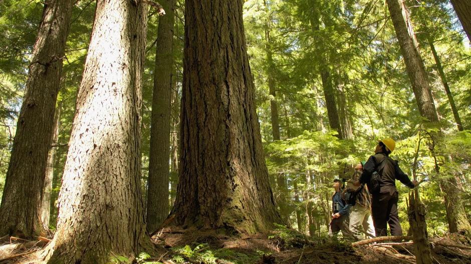 Two people stand by a large tree
